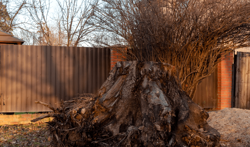 <p style="font-family: 'Poppins', sans-serif; font-weight: 700; font-size:24px;">TREE REMOVAL SERVICES</p>