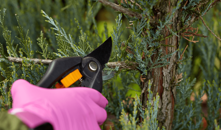 <p style="font-family: 'Poppins', sans-serif; font-weight: 700; font-size:24px;">TREE PRUNING SERVICES</p>